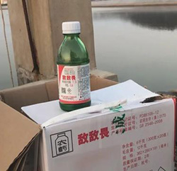 食品安全堪忧 养海参整箱放敌敌畏